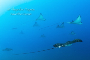 School of Eagle Rays, Acapulco Mexico by Alejandro Topete 